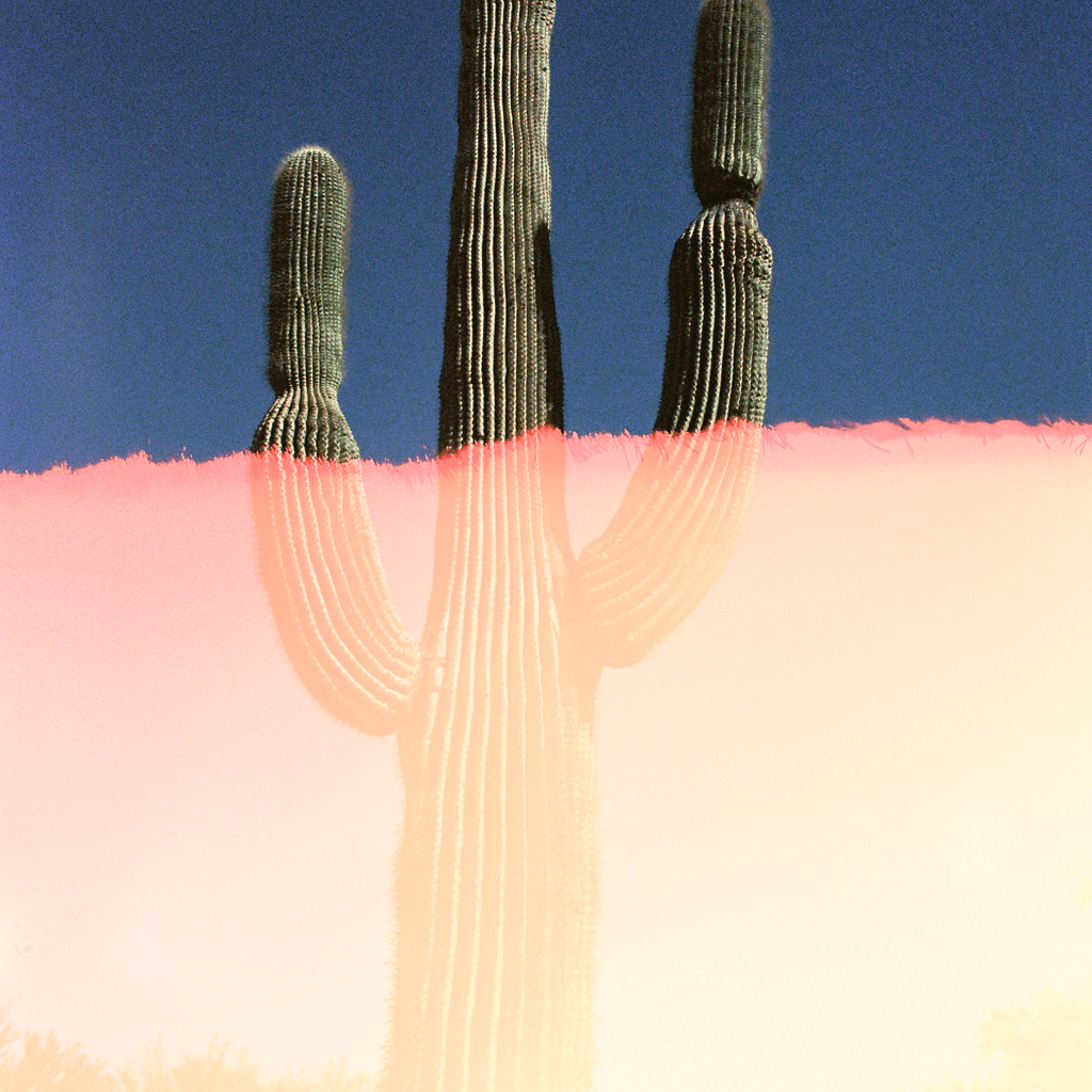 Saguaro